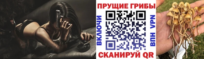 мориарти Telegram  Петухово  Псилоцибиновые грибы Psilocybine cubensis  наркотики 
